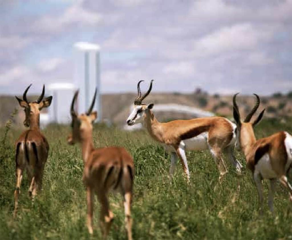 Goats in the Jawa Game Park, adjacent to the diamond mine