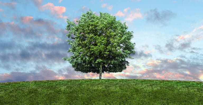 A big green tree