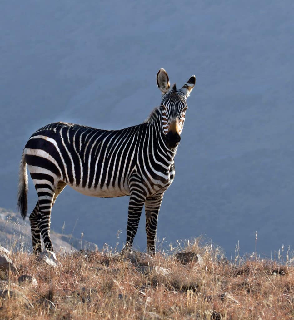 zebra